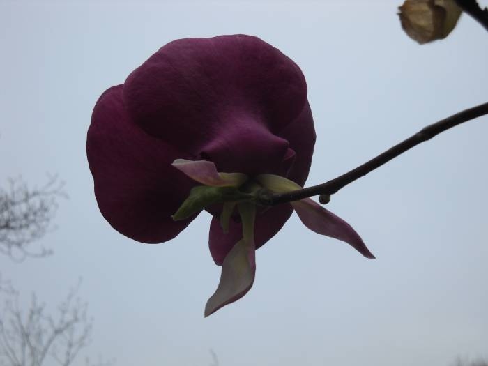 related picture