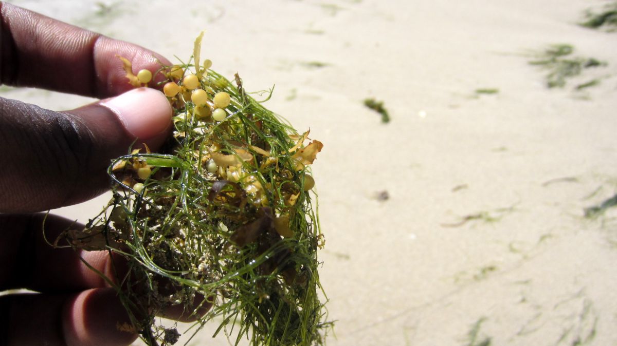 A little Sargassum  but mostly moss