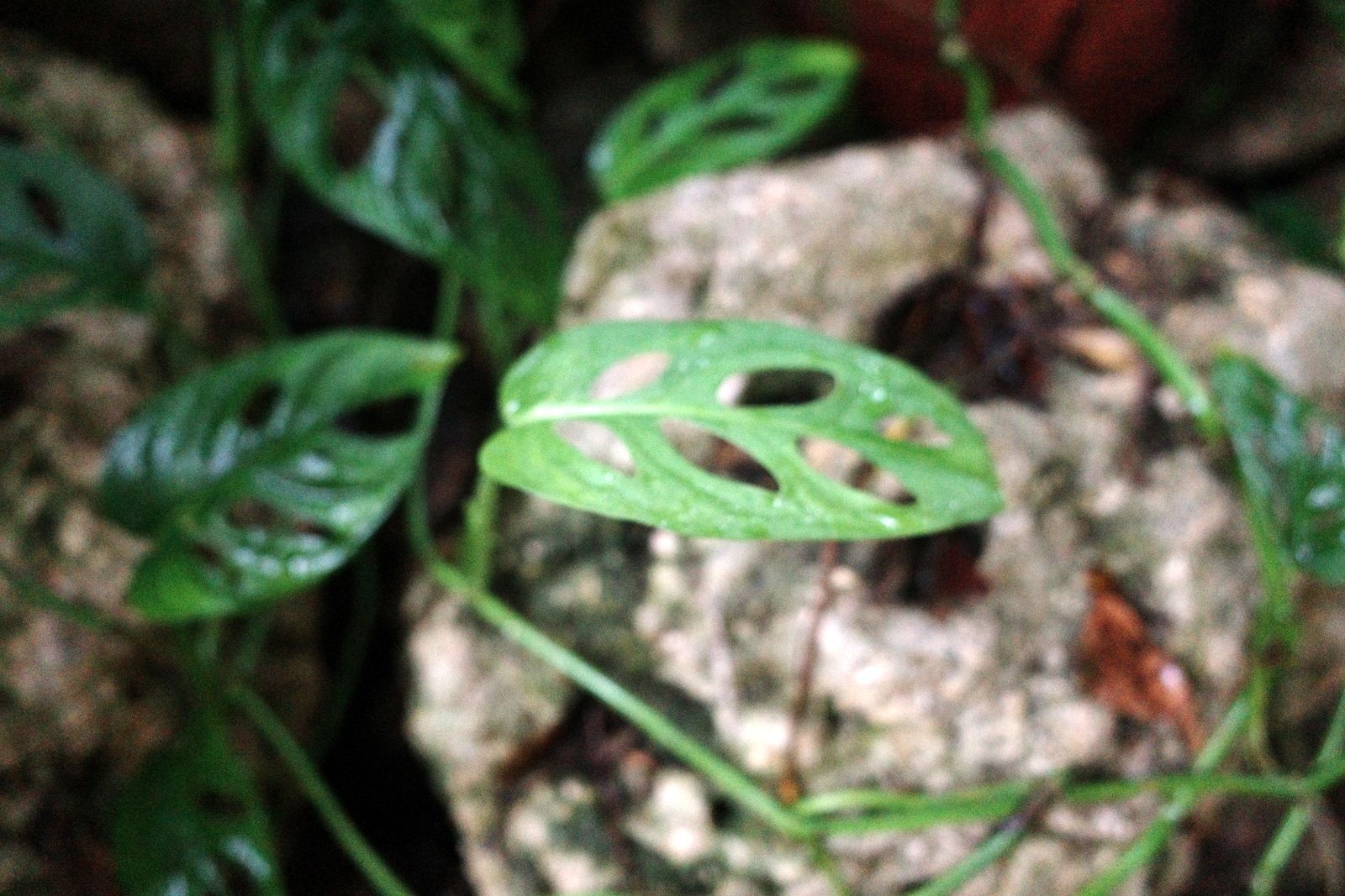 related image