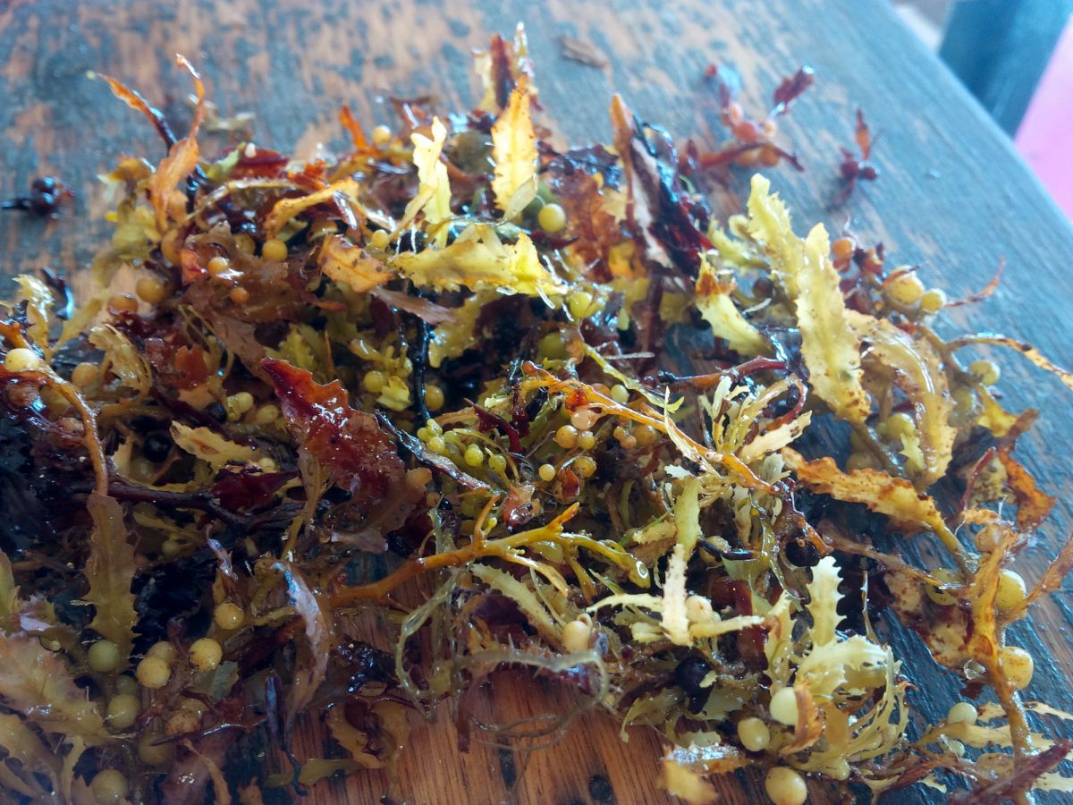 Sargassum up close