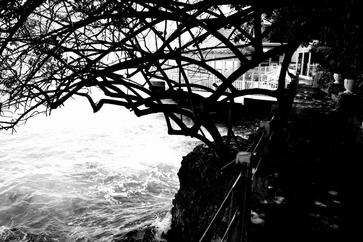 The over hanging tree creates this silouette with contrasts with the bright white wood of the structure in the background.