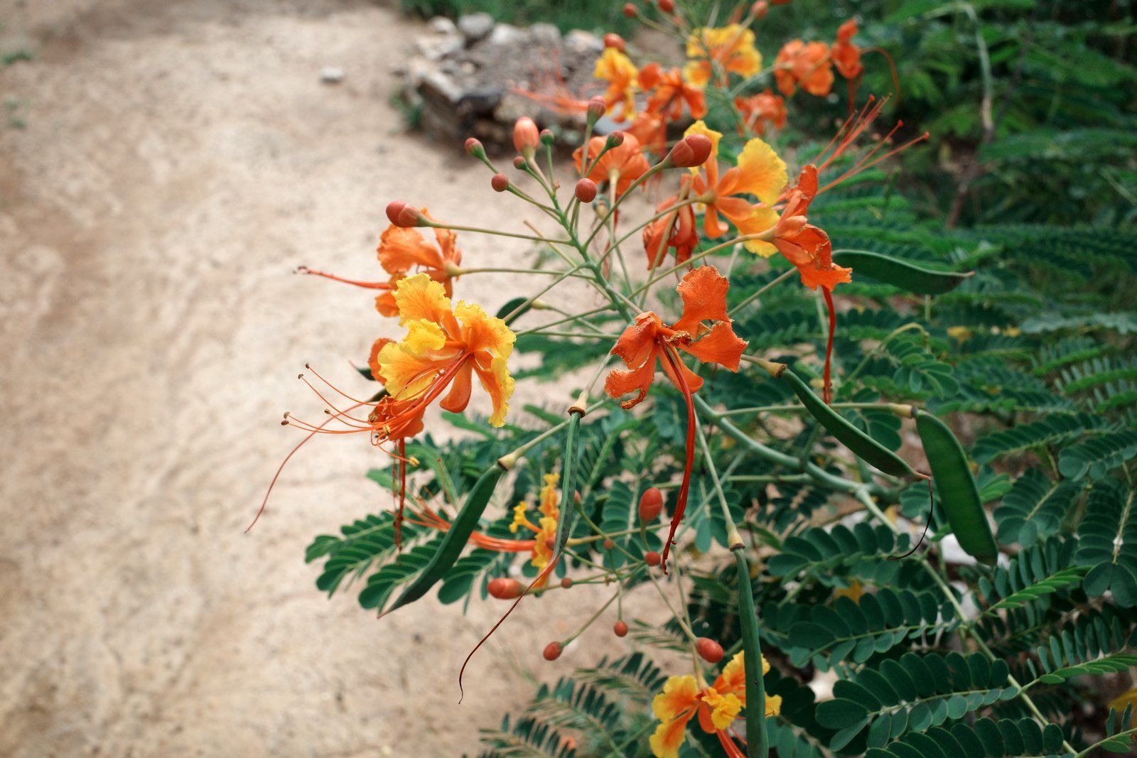 related image
