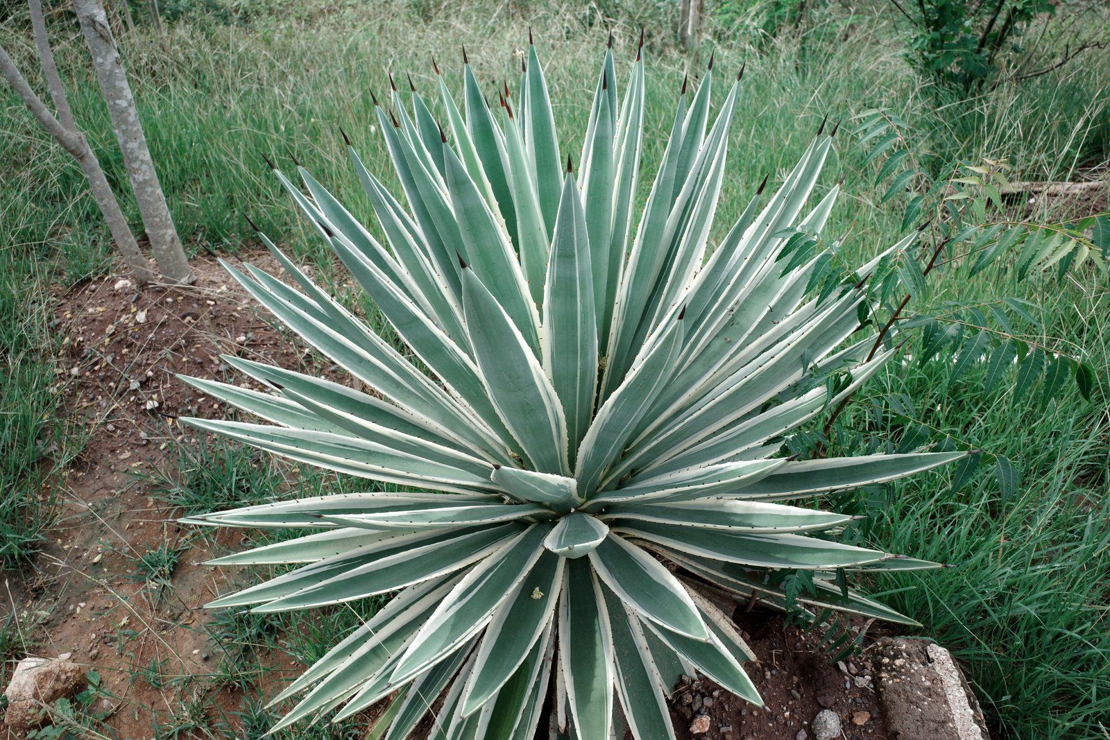 related image